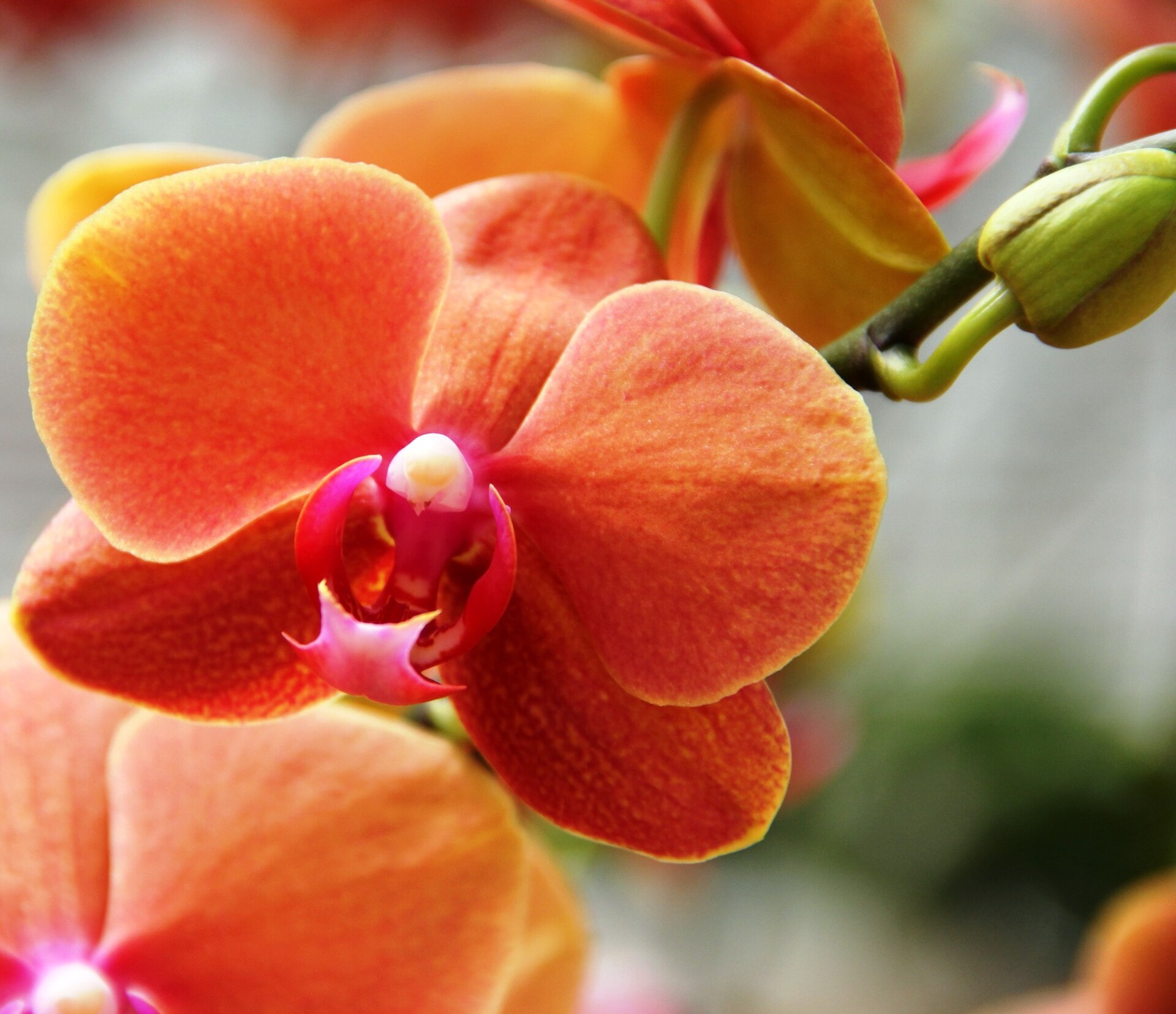 Orange orchid photographed in Da Lat · 2018 · reference photograph