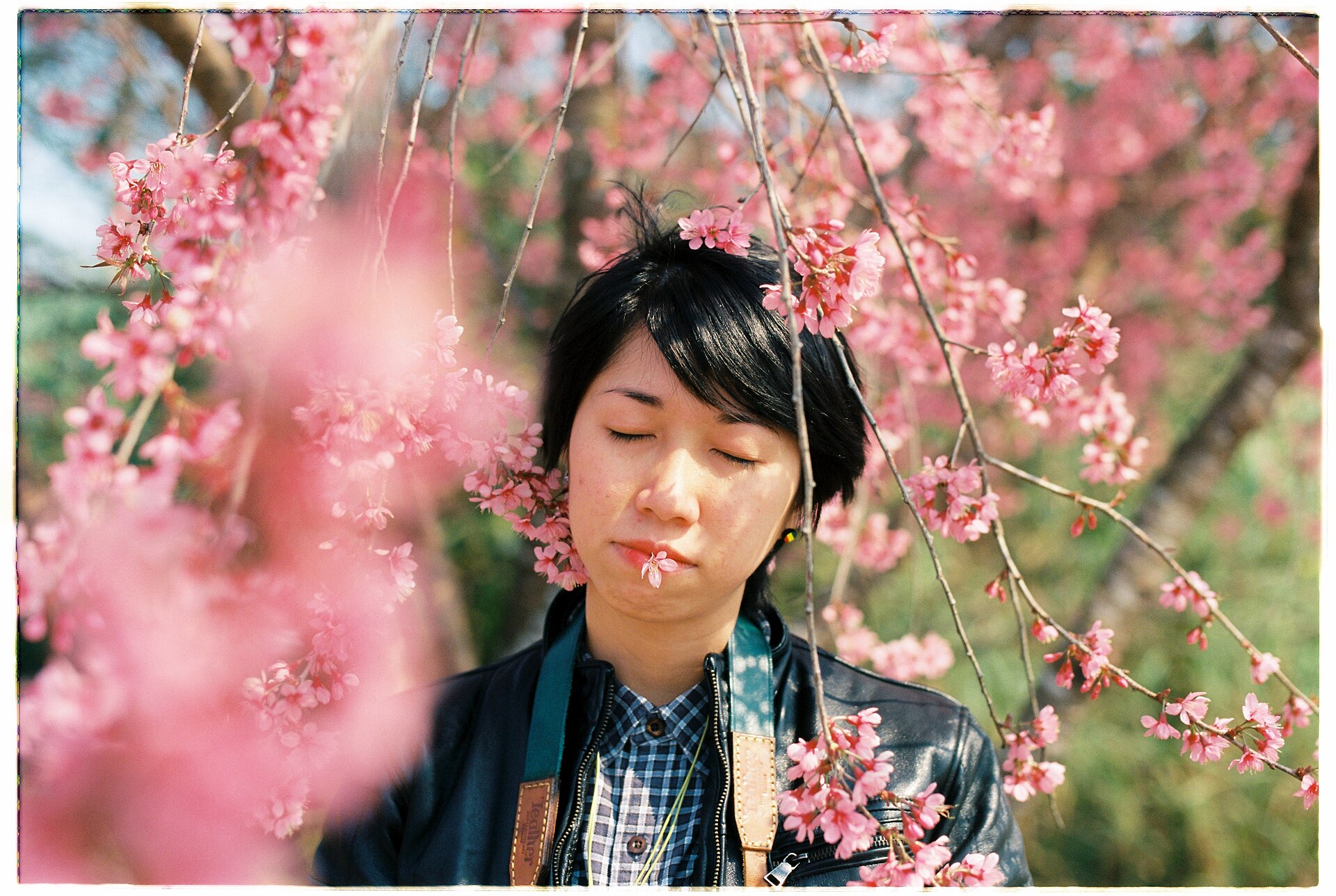 Pink cherry blossoms in Da Lat — reference from a different season · 2015 · reference photograph