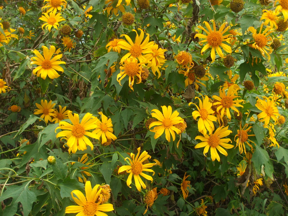 Yellow wild sunflower blossoms in Da Lat · 2009 · reference photograph