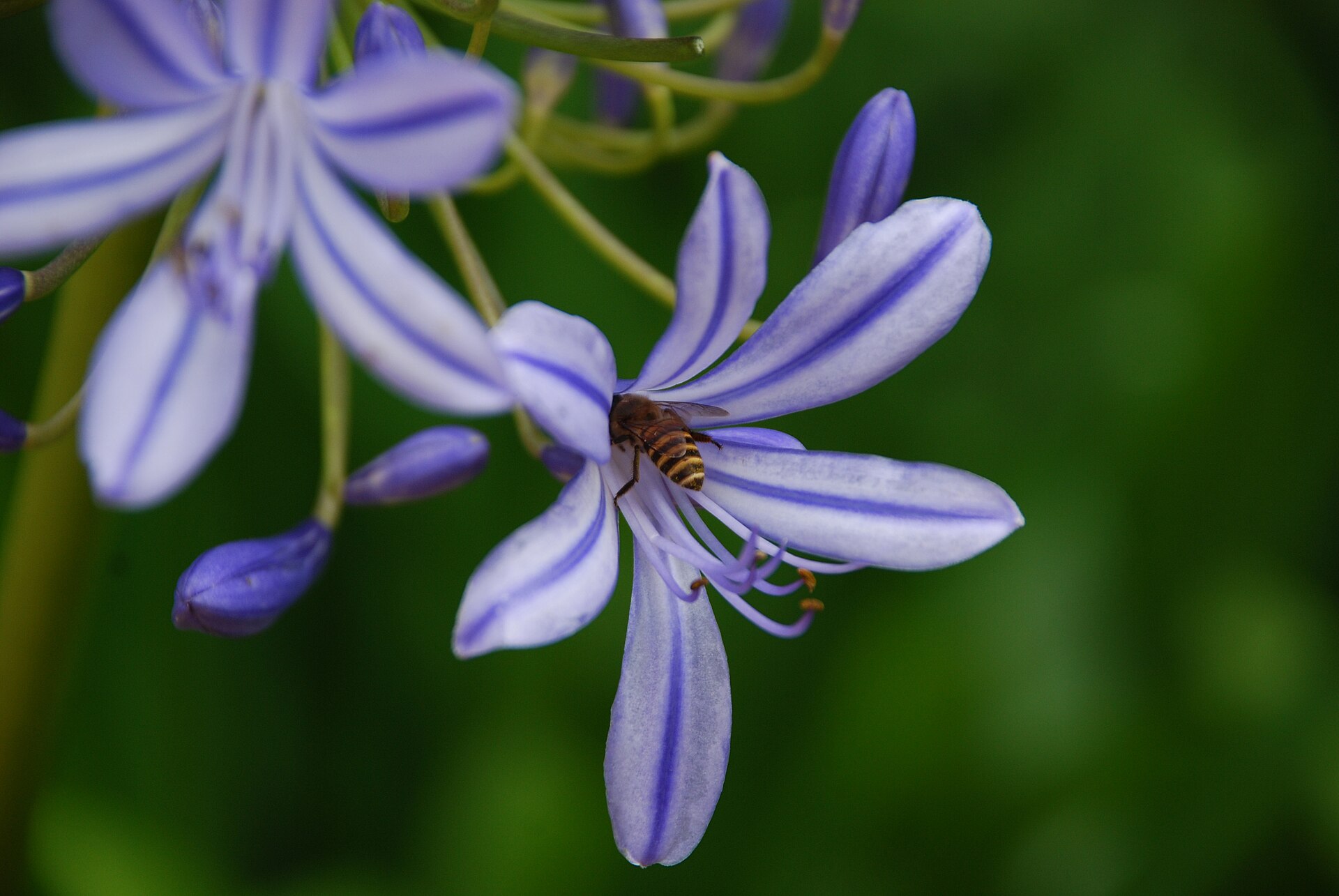 Purple blossoms in Da Lat · 2009 · reference photograph