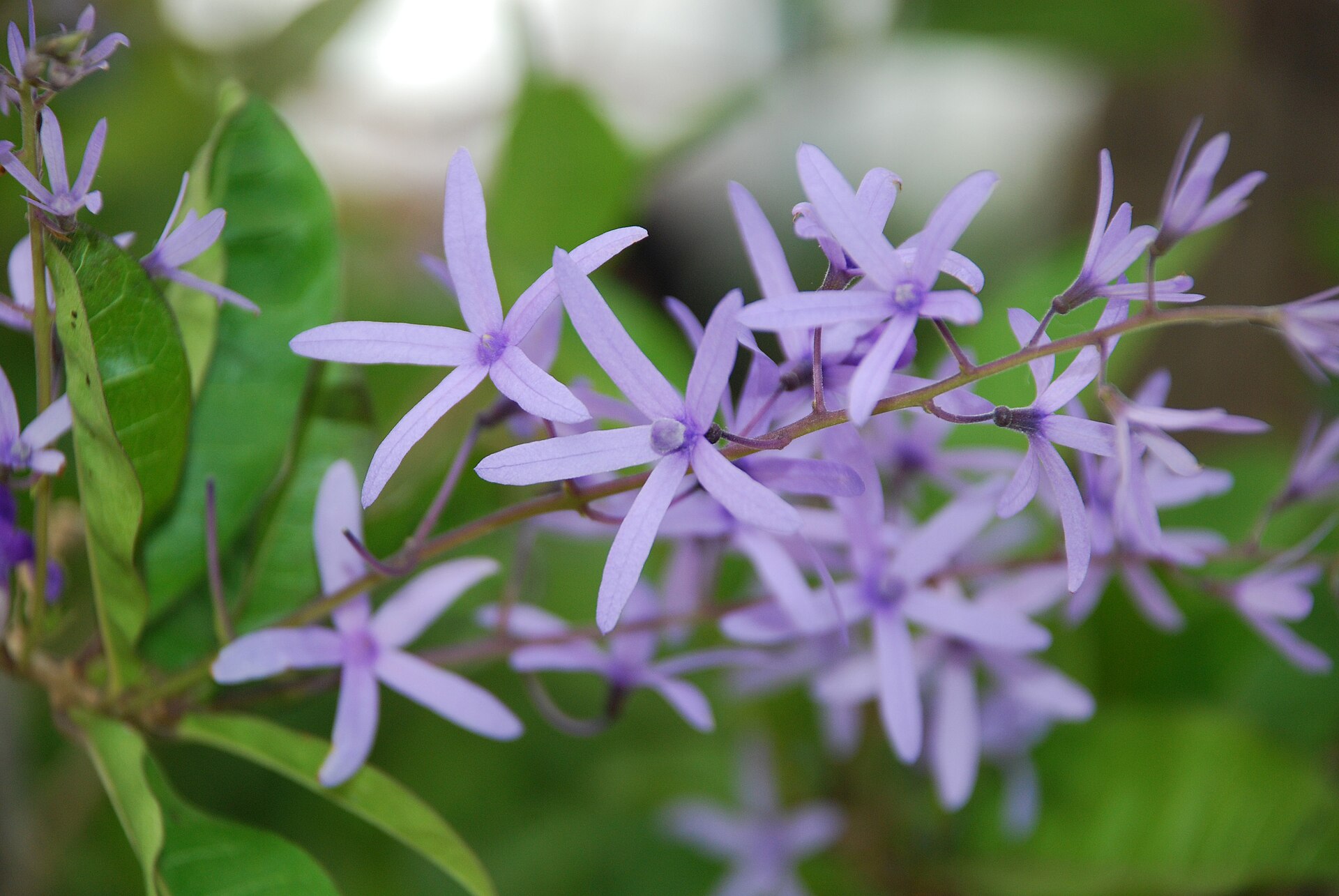 Small purple flowers photographed in Da Lat · 2009 · reference photograph