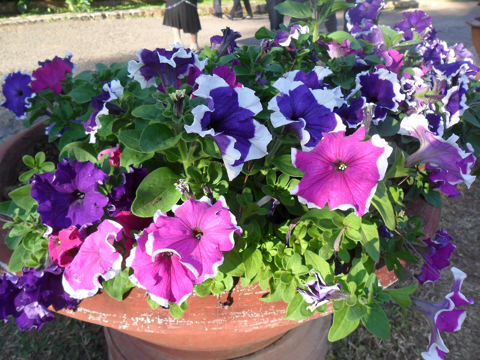 Pink and purple pansies in a Da Lat garden · 2011 · reference photograph