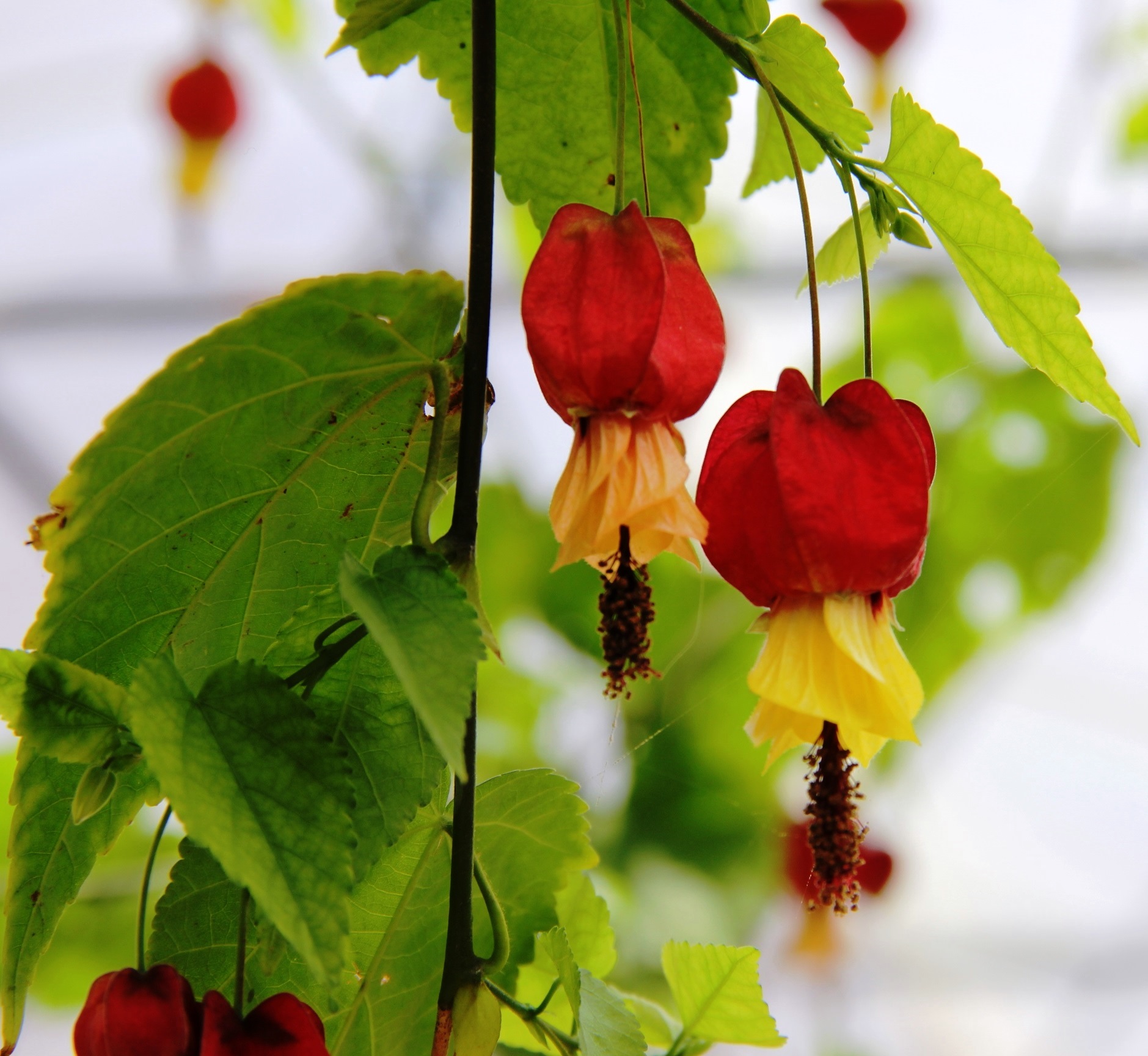Red hanging blossoms photographed in Da Lat · 2018 · reference photograph