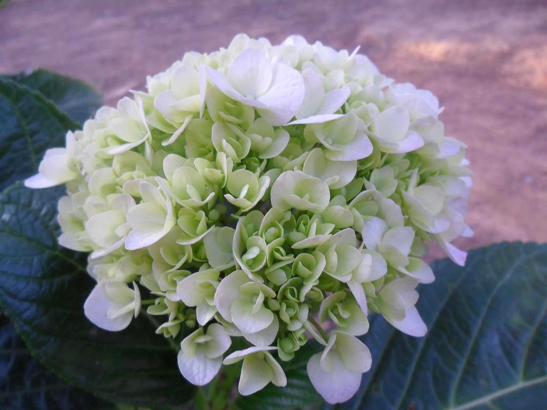 Pale green hydrangea in Da Lat · 2011 · reference photograph